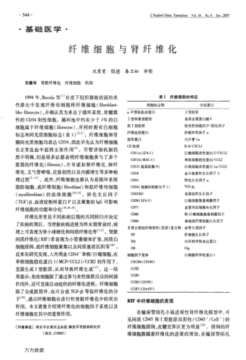 纖維細(xì)胞與腎纖維化