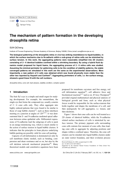 The mechanism of pattern formation in the developing drosophila retina