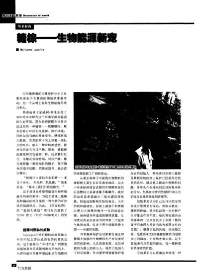 糖棕——生物能源新寵