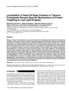 Localization of Seed Oil Body Proteins in Tobacco Protoplasts Reveals Specific Mechanisms of Protein
