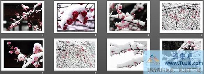 各種梅花PPT背景圖片