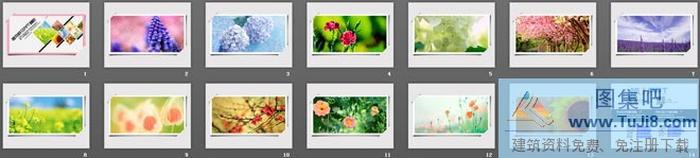 一組精美的鮮花植物背景幻燈片模板下載