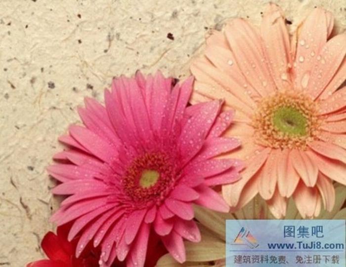 寬屏鮮花PPT模板