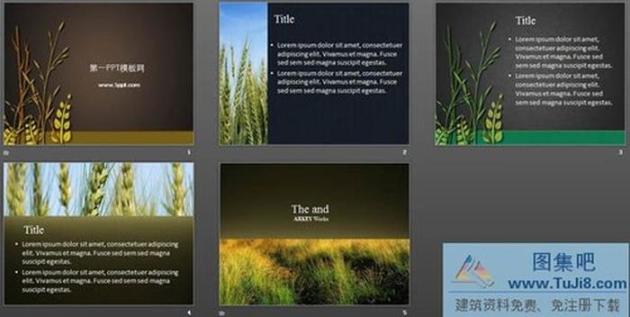 水稻小麥背景植物類幻燈片模板下載