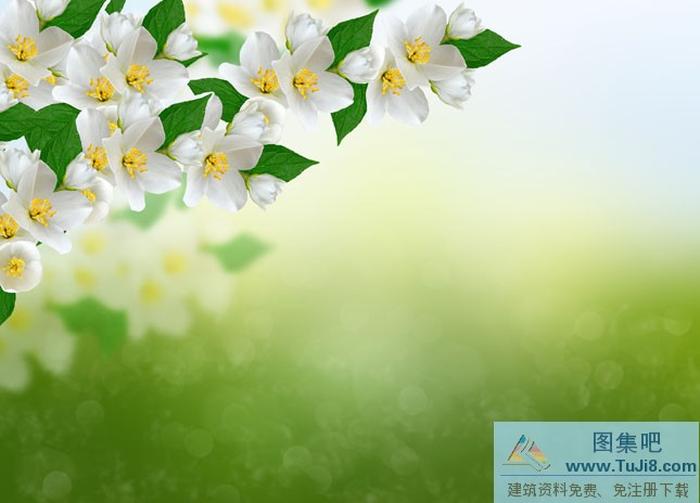 芬香茶花PPT背景圖片
