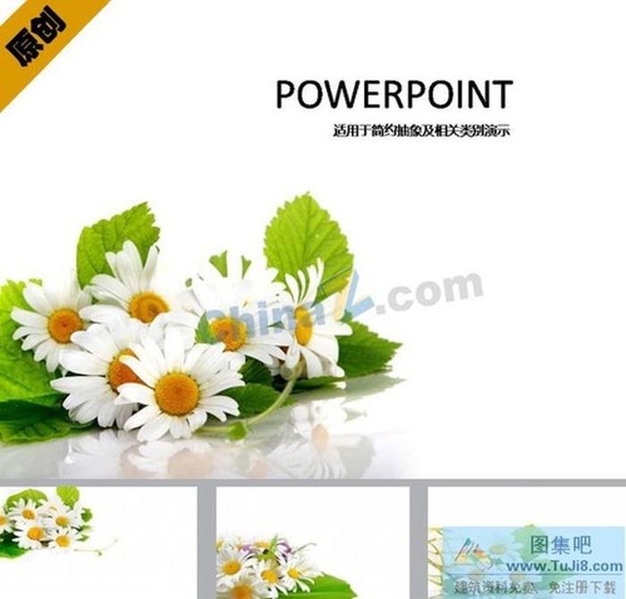 野菊花ppt模板下載