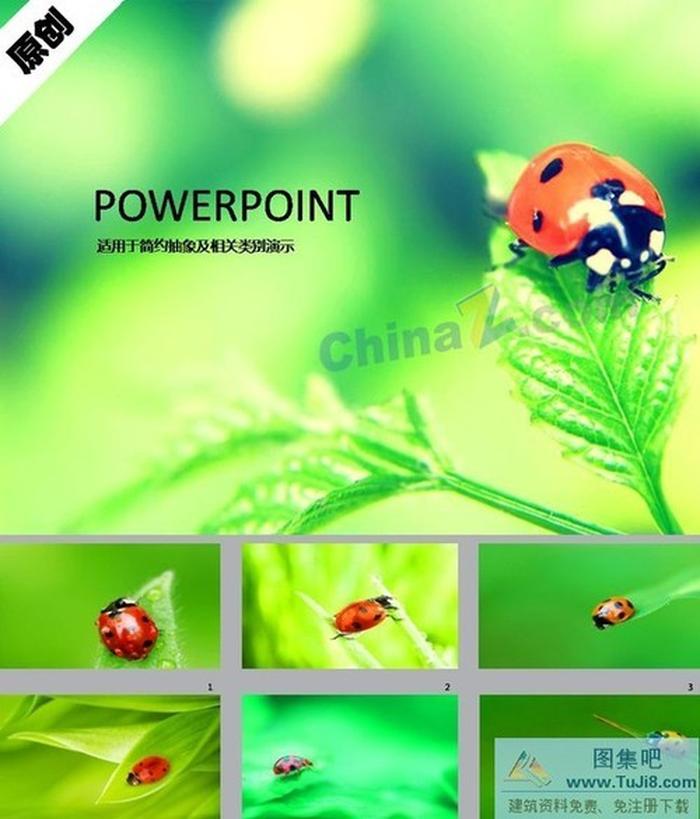 七星瓢蟲ppt背景圖片