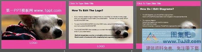 可愛吉娃娃動(dòng)物PPT模板