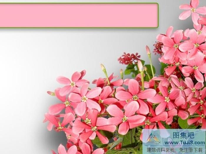 粉色花簇ppt模板下載