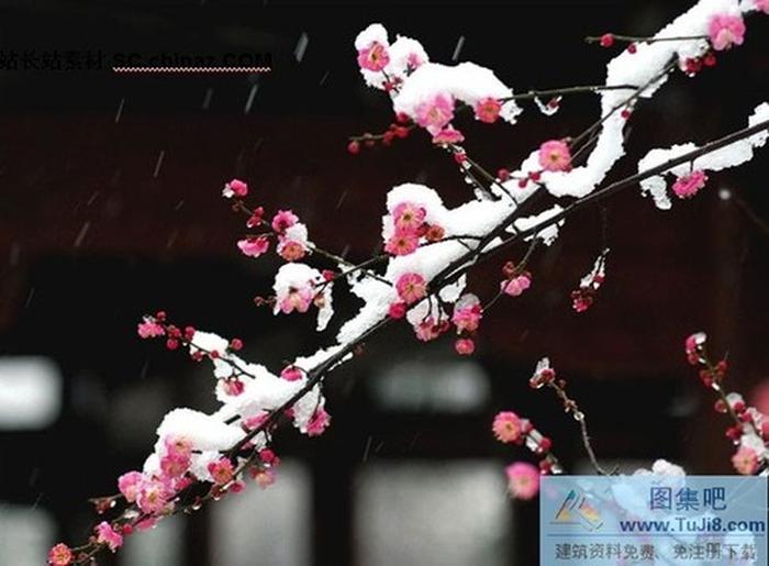 梅花盛開PPT模板