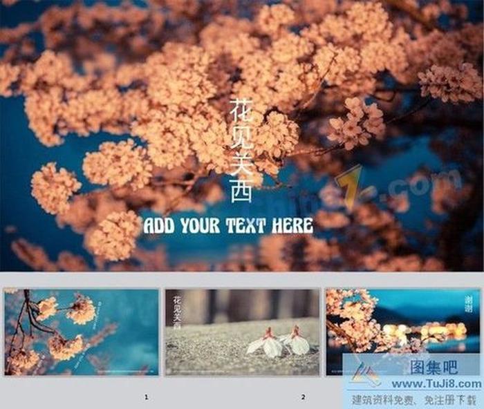 櫻花盛開ppt模板下載
