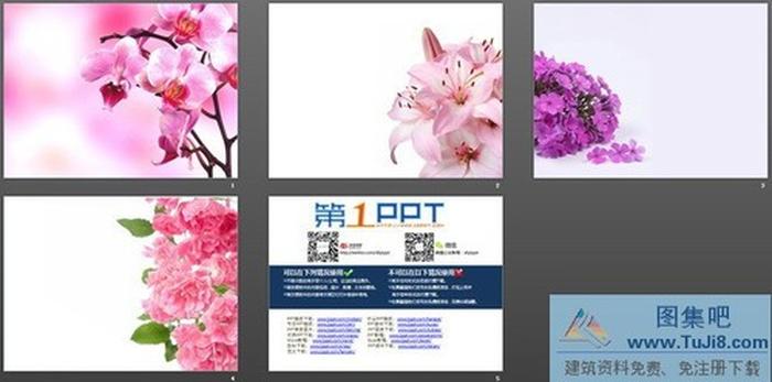 一組粉色爛漫的鮮花幻燈片背景圖片下載