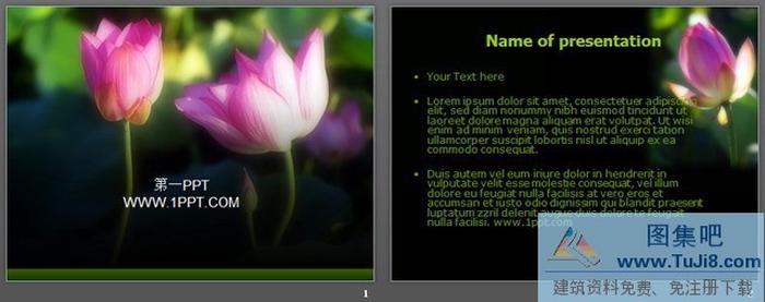 嬌艷荷花PPT模板下載