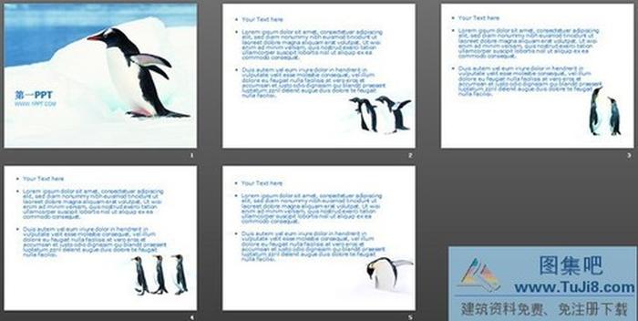 南極企鵝保護動物PPT模板