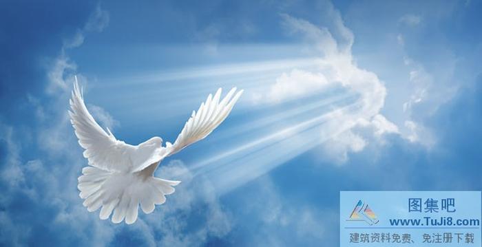 和平鴿子飛翔PPT背景圖片