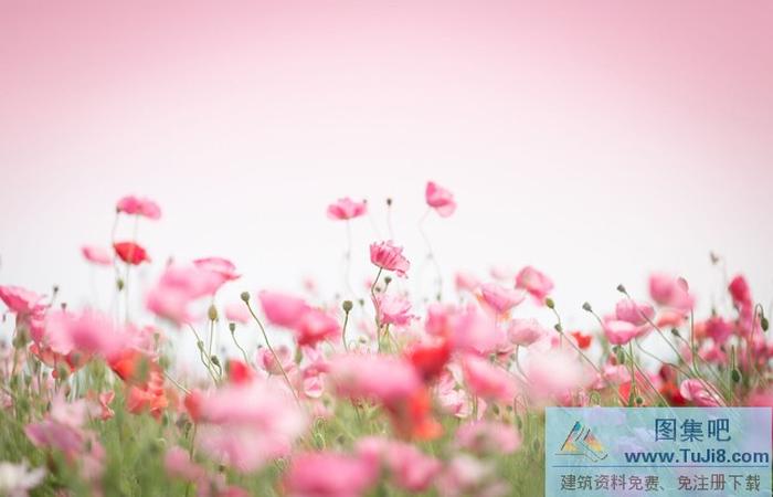 粉紅浪漫鮮花PPT背景圖片