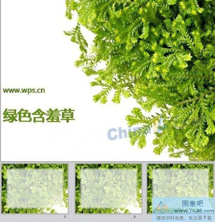 綠色含羞草ppt模板下載