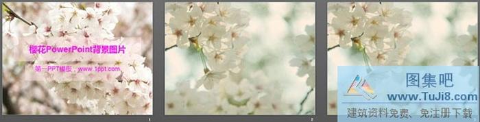 櫻花PowerPoint背景圖片