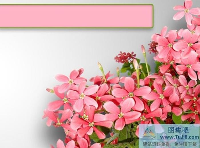 鮮花背景PPT模板