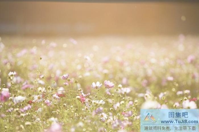 花草唯美ppt背景圖片下載