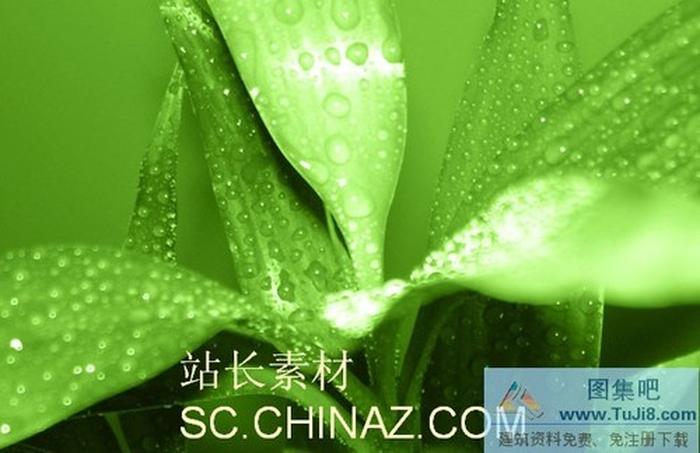 露水綠葉PPT模板