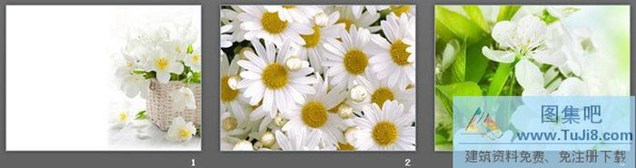 三張淡雅綠色鮮花PowerPoint背景圖片下載