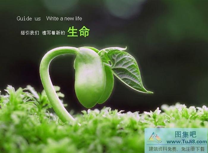 綠色生命PPT模板